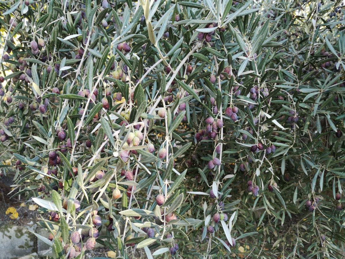 מורטאיה Casa Rural Miralmonte מראה חיצוני תמונה